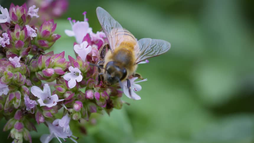 Bee on a flower with pink and white petals