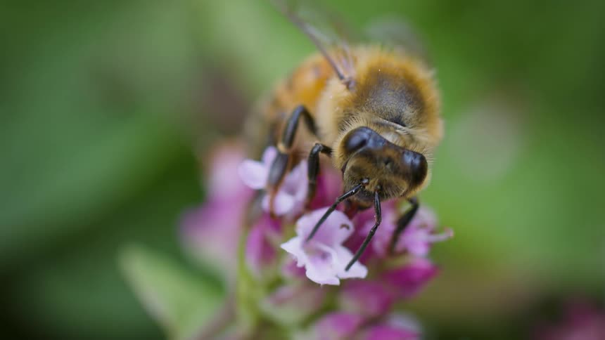 A honeybee collects nectar and pollen from flowers in the woods at midday