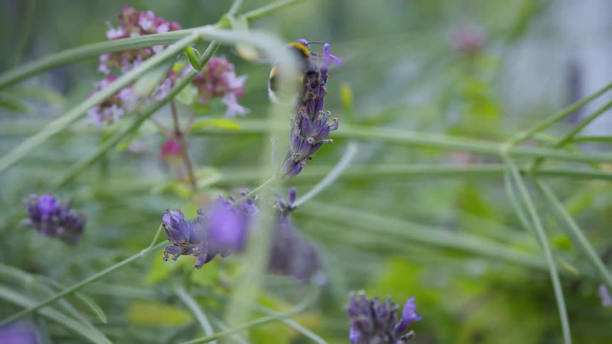 Bee lands on a lavender flower surrounded by vegetation