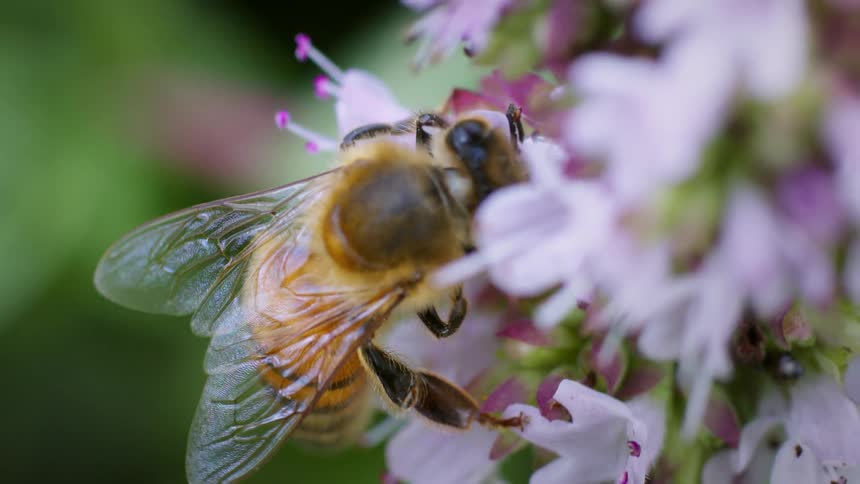 Bee drinking nectar from a flower