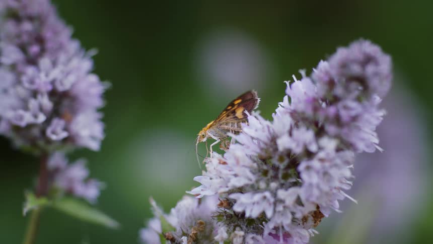 A small orange and brown insect is perched on a cluster of pale purple flowers standing out against a blurred green background