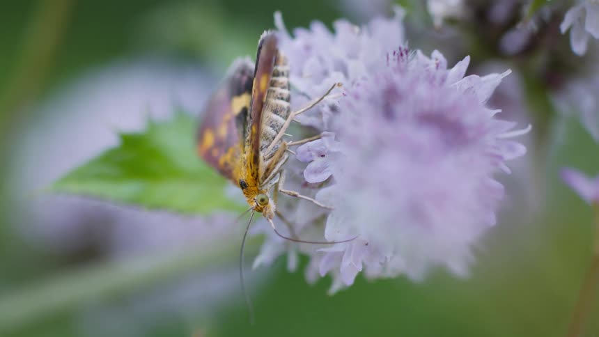 A small purple moth rests on a flowering plant in the woods at midday