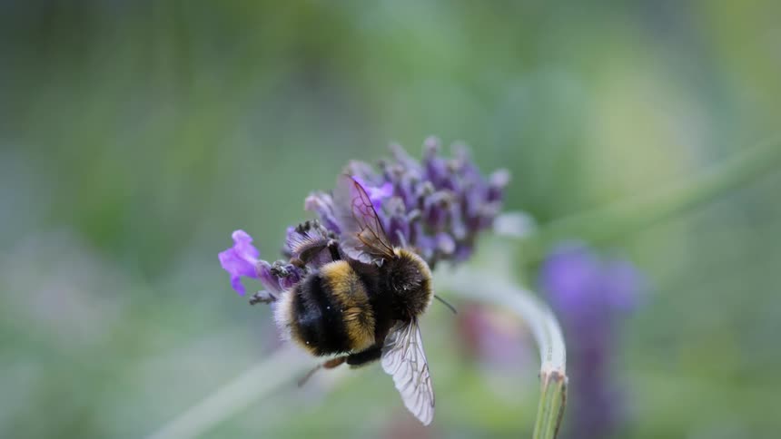 White-tailed bumblebee, bombus lucorum,  on a purple lavender flower in garden