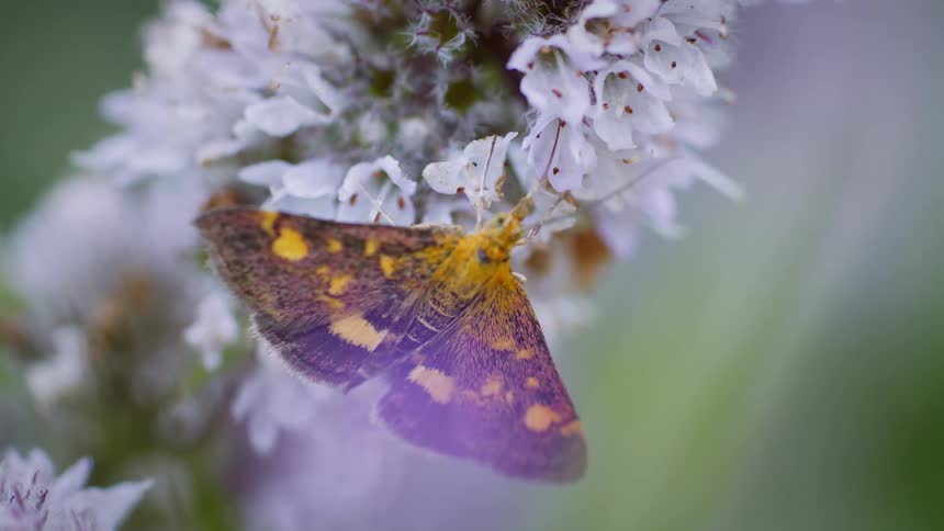 Mint moth pollinating on a white flower