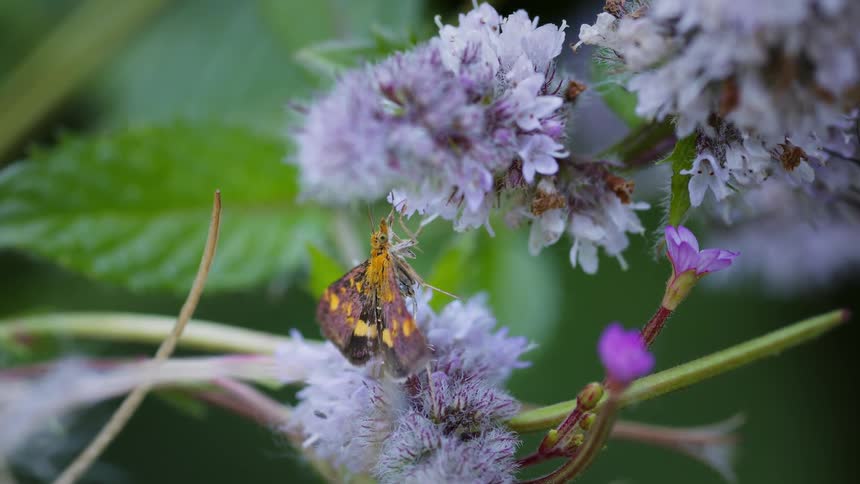 A mint moth, pyrausta aurata, takes nectar from a flowering plant in the woods at midday