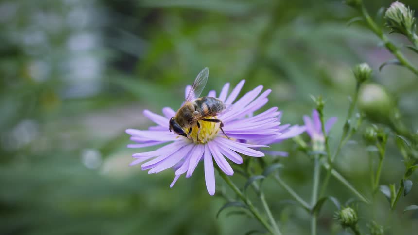 Hoverfly collects nectar on a purple aster flower with delicate petals