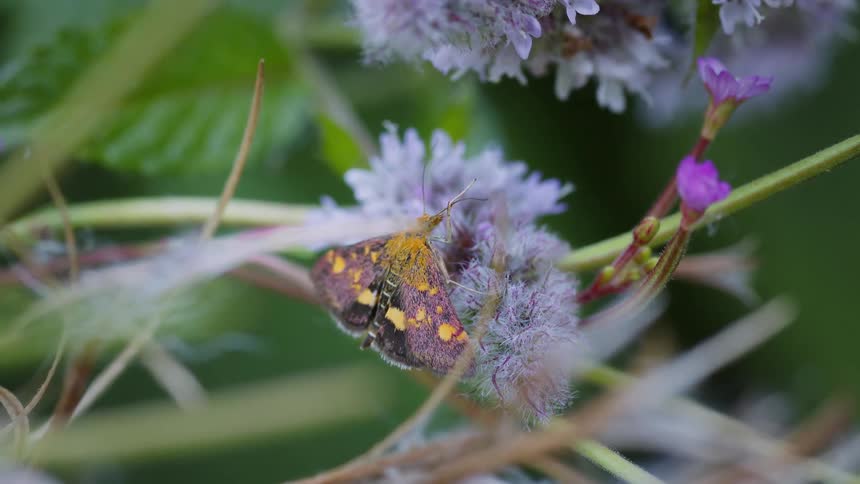 A mint moth roams around a flowering plant in the woods at midday