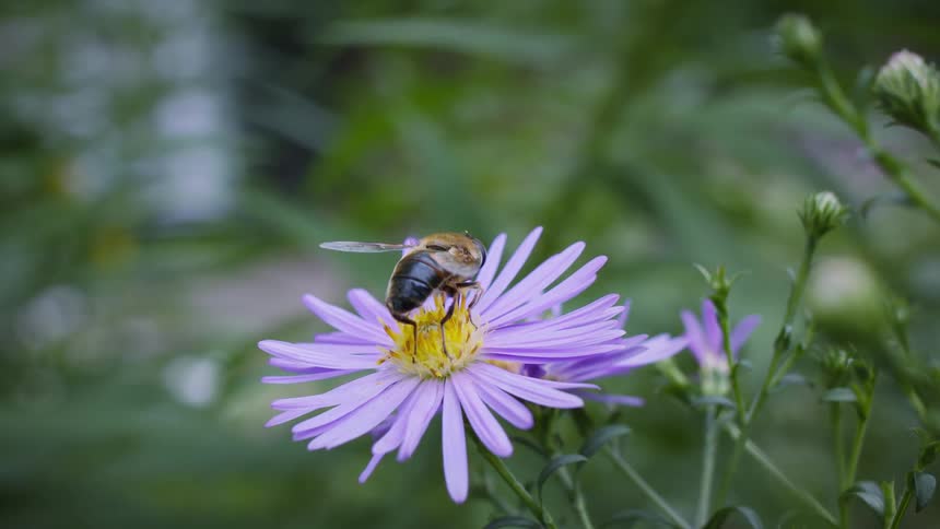 Close up of hoverfly pollinating on a purple daisy