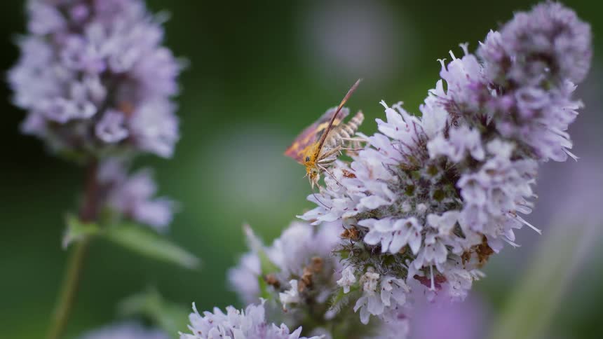 Moth on a light purple flower