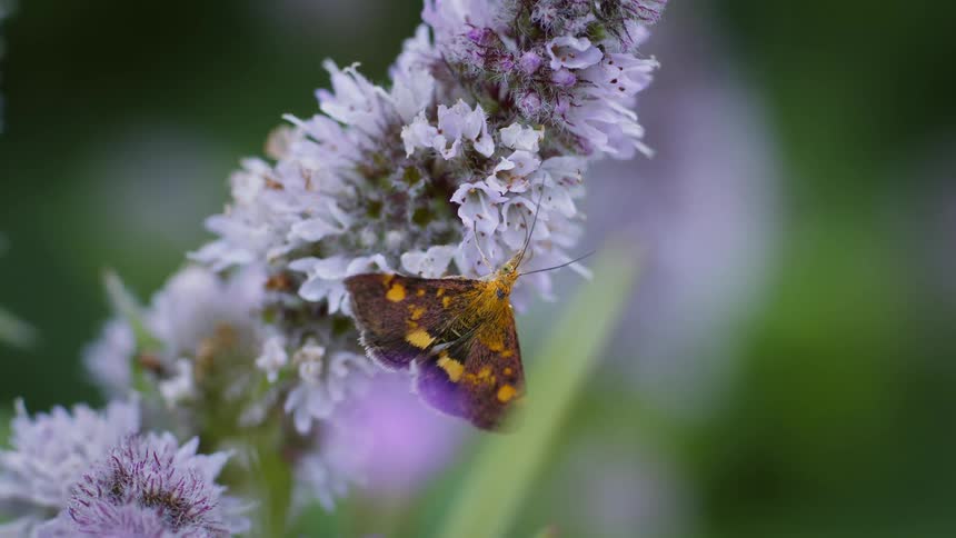 A yellow and brown moth is on a flower and flapping looking for nectar