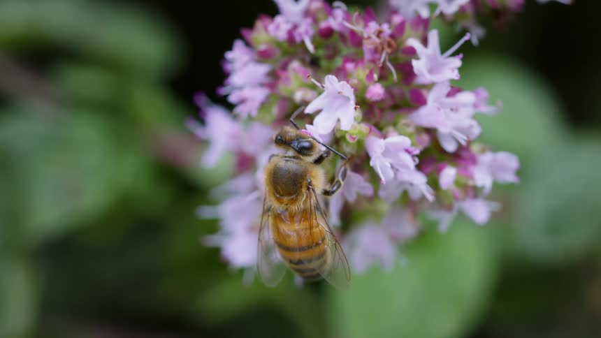 Honey bee pollinating on nectar from small pink flowers