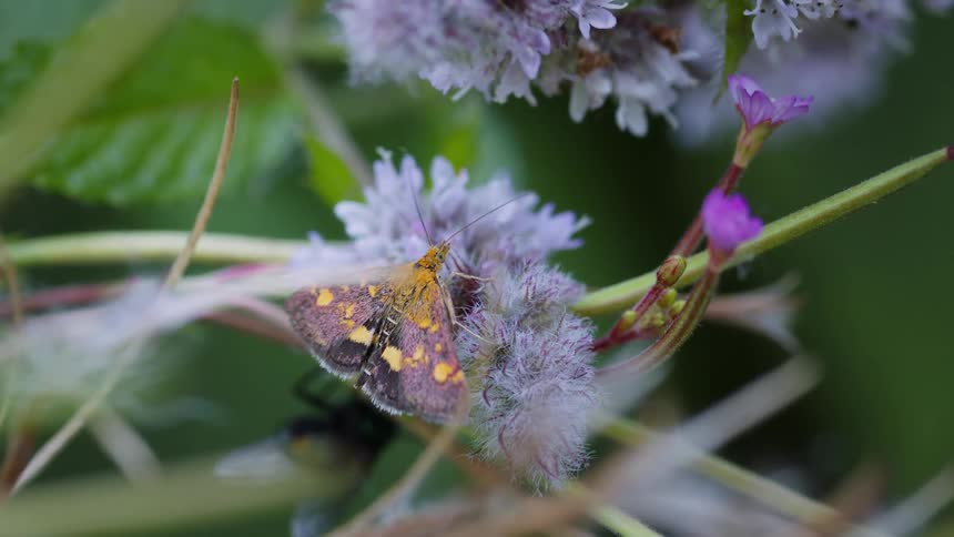 Small purple moth with orange spots rests on a lilac flower