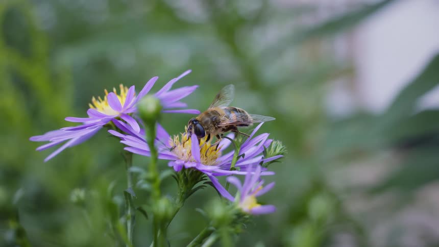 A common drone fly feeds on a purple daisy flower with a yellow center surrounded by green foliage