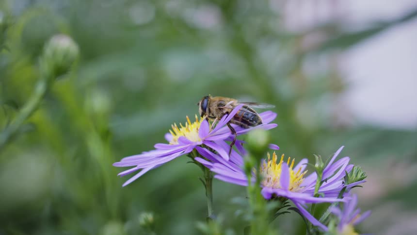 A hoverfly collecting nectar from the vibrant yellow center of a purple petaled flower against a outoffocus background of green leaves