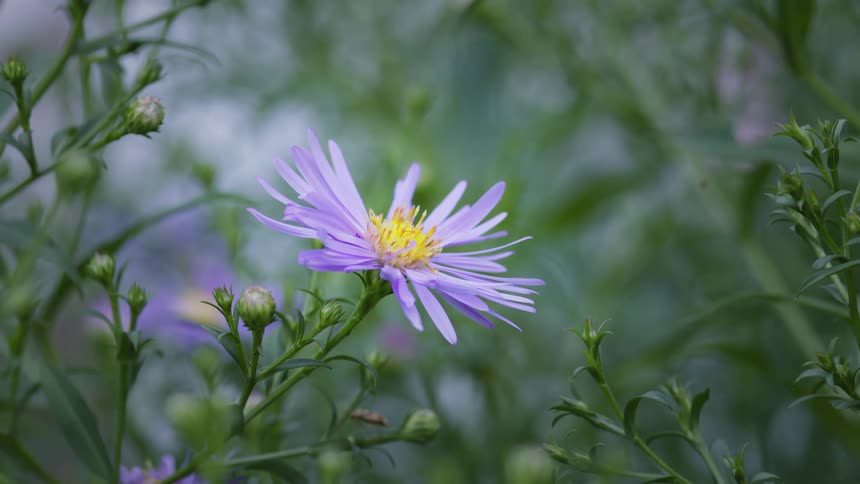A tiny wasp is perched on a purple aster daisy flower collecting nectar