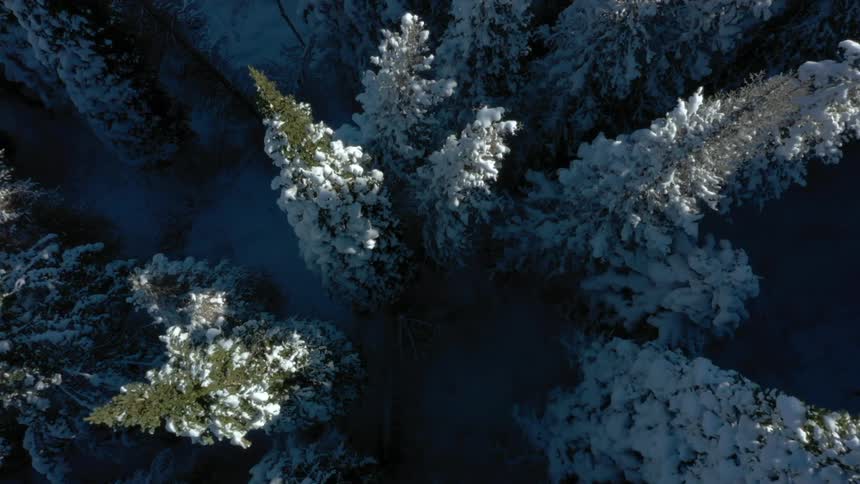 The tall trees are covered in snow