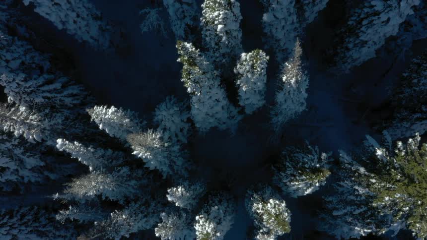 Snowcovered pine trees seen from above create a radial pattern in the forest