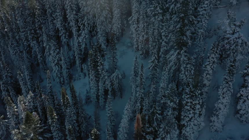 The video begins with an aerial view of a dense evergreen forest covered in snow as the camera rises the sun becomes visible with bright rays streaming through the sky revealing a large snowcovered mountain