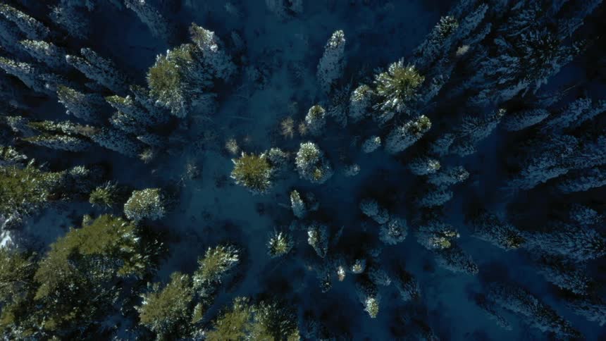 An aerial view shows a dense forest of snow covered evergreen trees with some appearing green and others coated in white