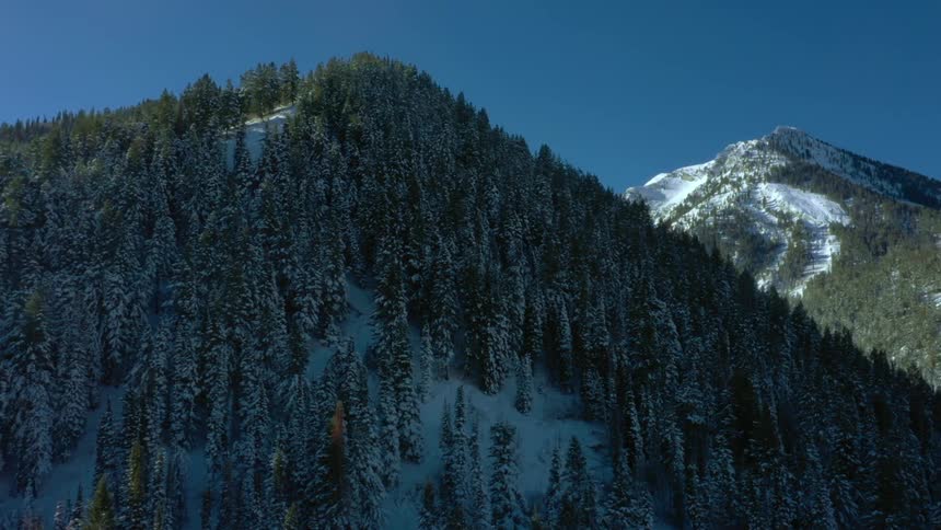 A dense forest of snowcovered evergreens climbs up a mountain slope with a higher sunlit peak rising in the background
