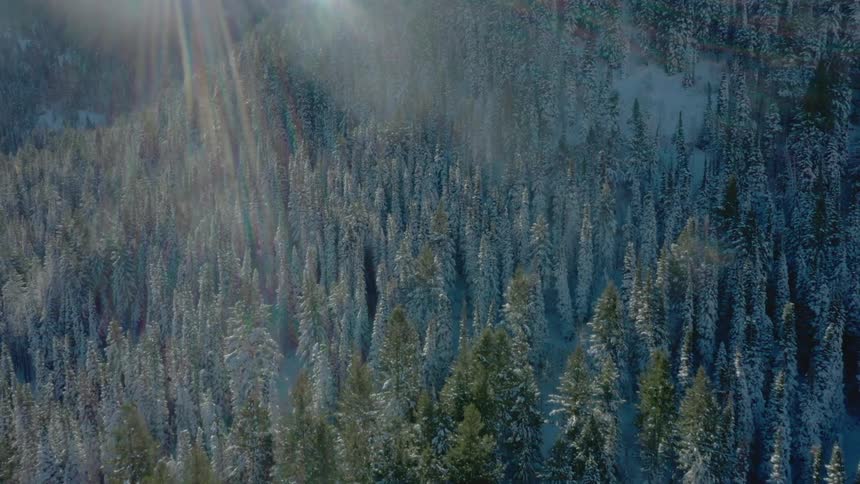 Dense snowcovered forest is illuminated by sun rays through the mist