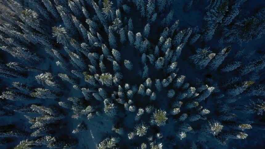 An aerial view shows a dense forest of tall evergreen trees dusted with snow their shadows stretching across the dark wintry ground