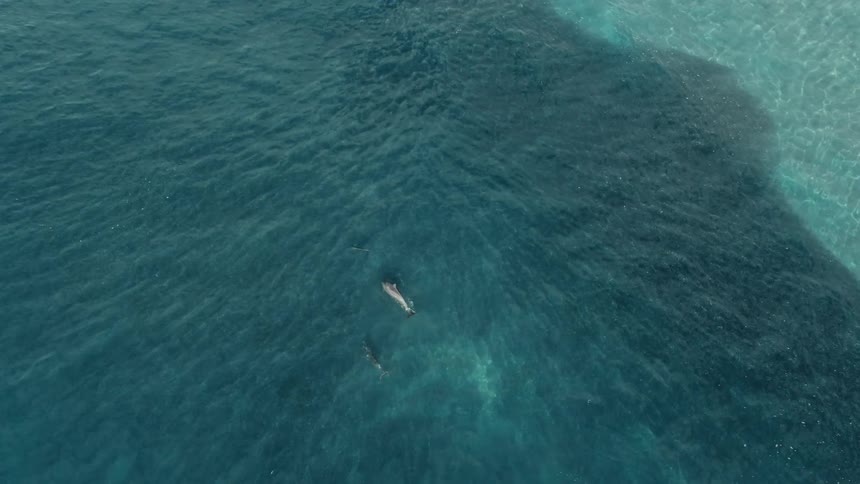 Dolphins swimming near birds over the blue sea