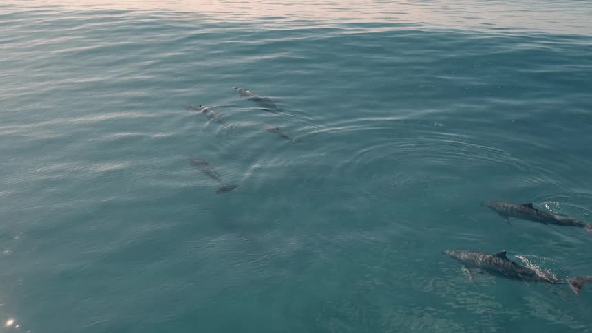 Dolphins swimming together in blue waters under sunlight