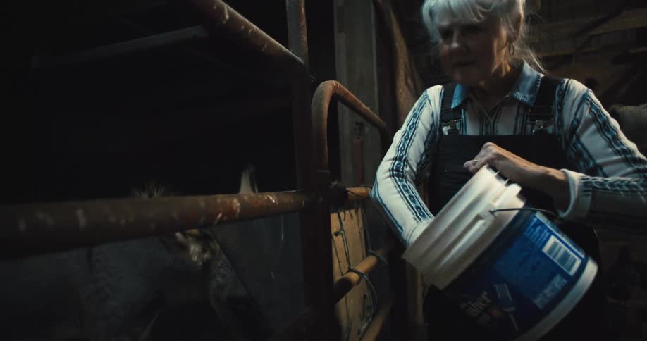 An elderly woman feeds a horse in a stable while holding a bucket