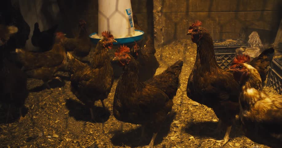 The chicken coop is full of chickens