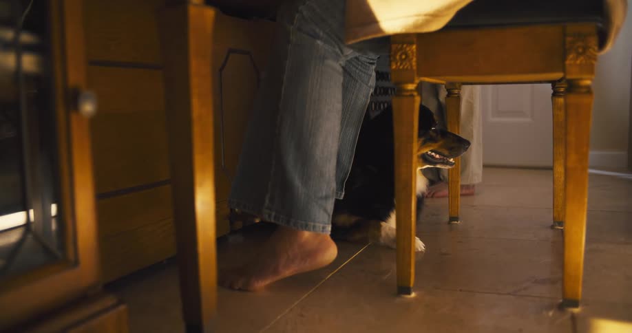 A dog sits under a dining table beside a person