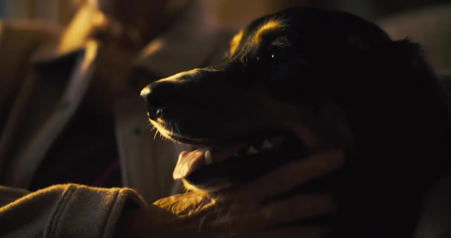 A dog sits in dim warm light with its mouth slightly open being gently scratched by a female nearby