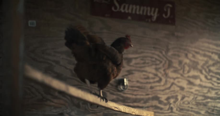 A chicken walks inside a chicken coop