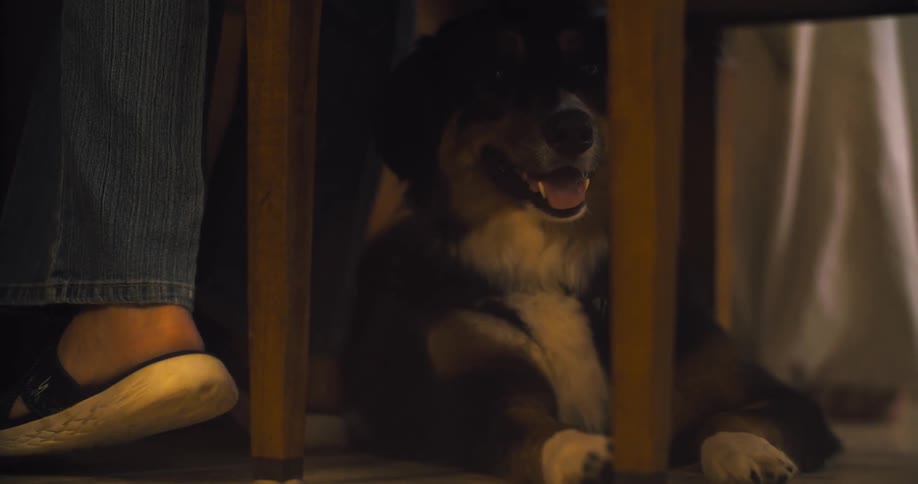 Dog lies on the floor under a piece of furniture while a woman sits nearby