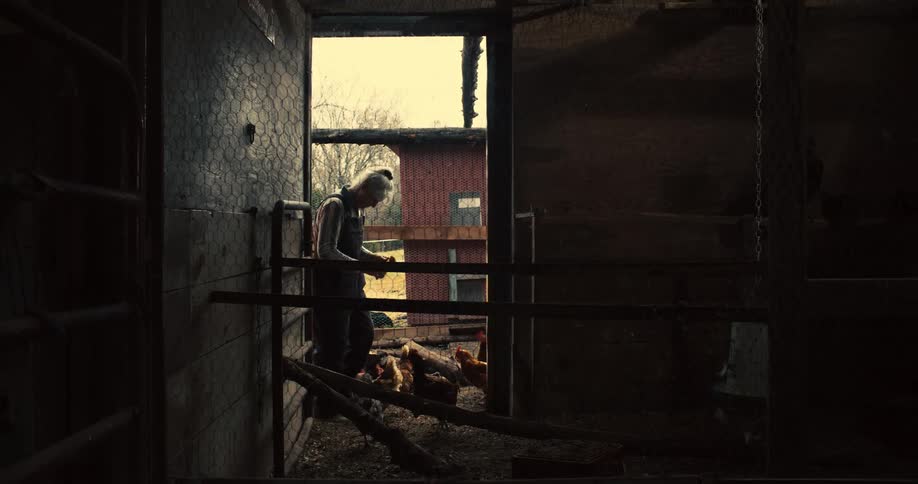 The video shows the interior of a chicken coop with a silhouette of a person standing at the doorway chickens are visible on the ground inside the coop and a chicken is also perched on a ledge