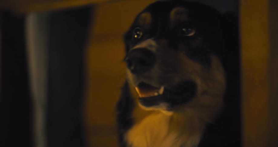 The dog is looking all around