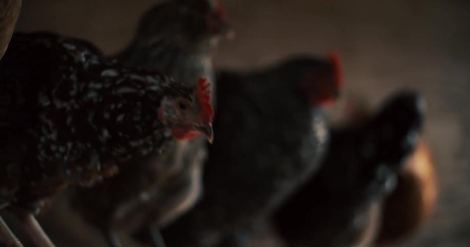 Chickens stand together inside a barn in soft light