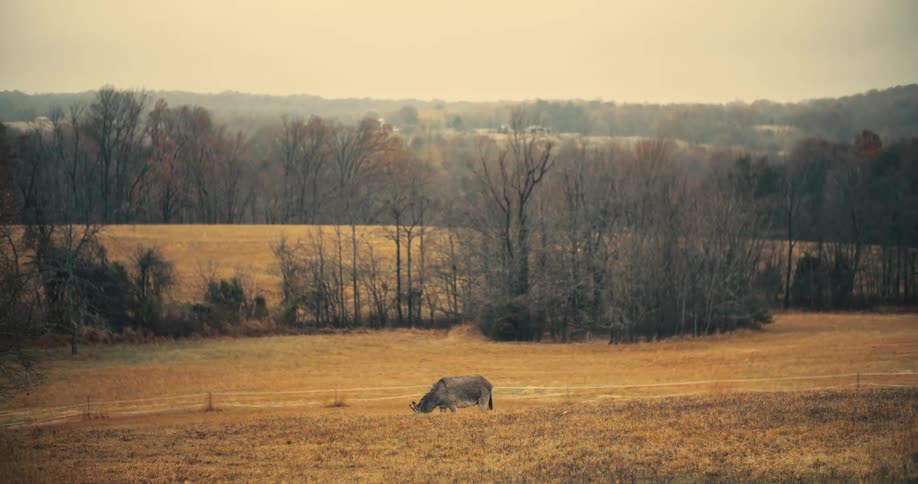 Animal eating grass in a pasture with trees in the background