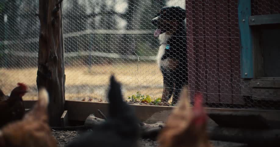 A dog watches chickens through a wire fence on a farm
