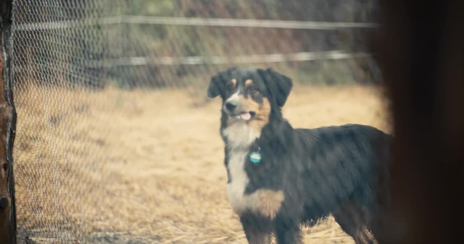 The dog runs back and forth by the fence