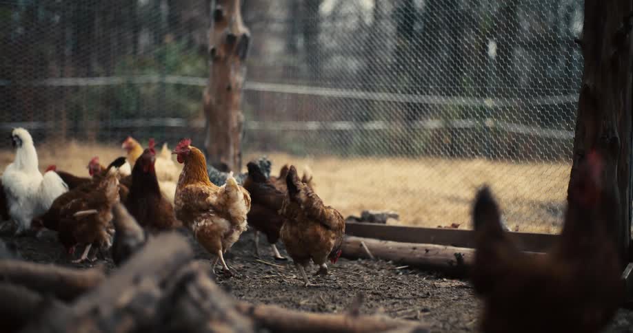 A variety of brown black and white chickens wander and peck at the ground inside a chicken coop