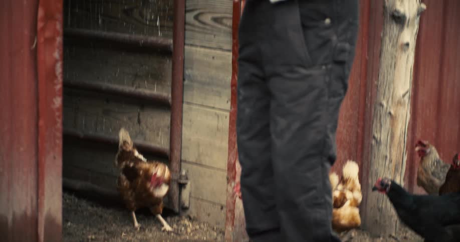 A woman in overalls standing on a dirt path with chickens in the foreground as she opens a small gate attached to a barnstructure
