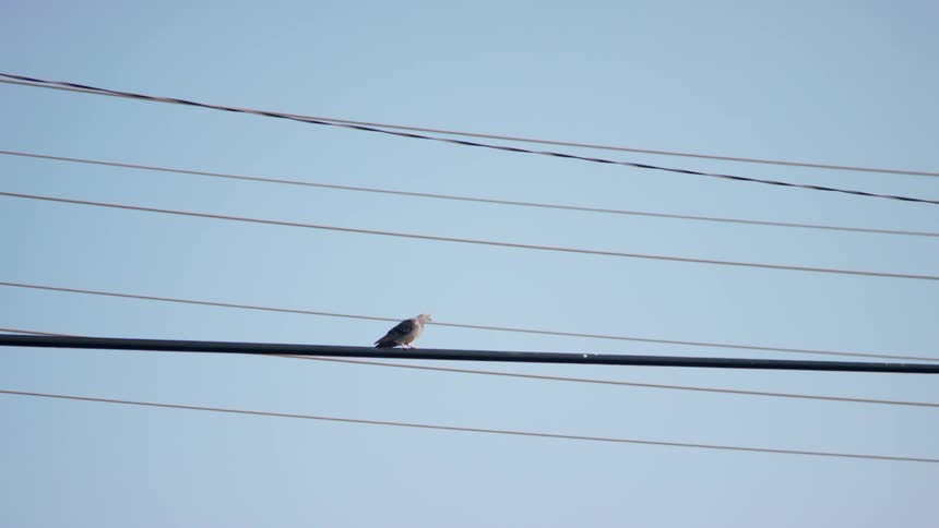 A bird sitting on a wire flies away