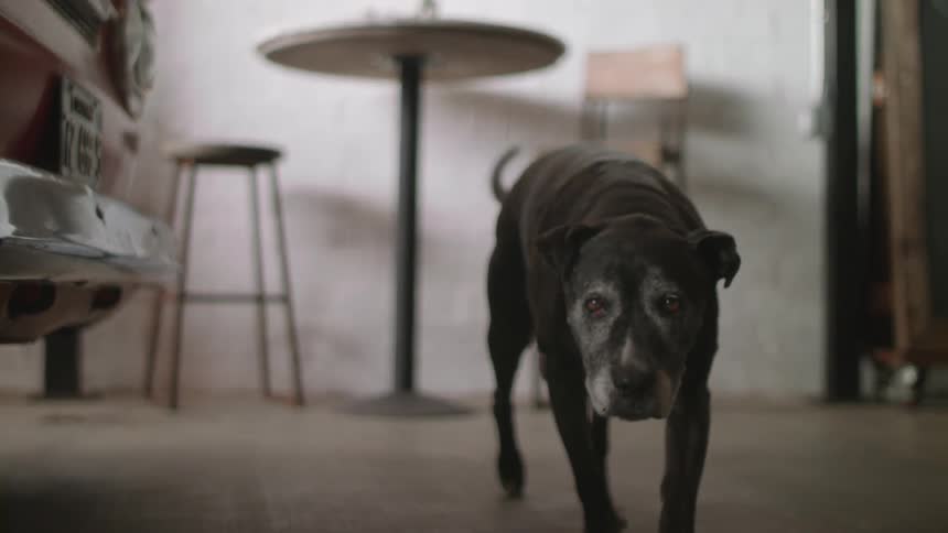 Dog gets up and starts walking inside building