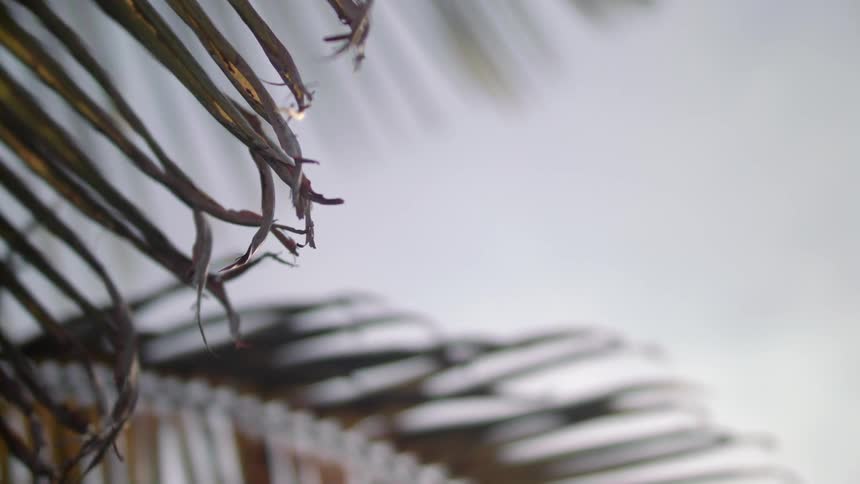 Palm leaves wiggling in the breeze