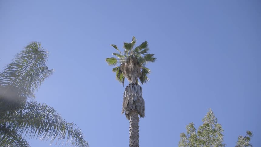 Palm trees standing against a clear sky
