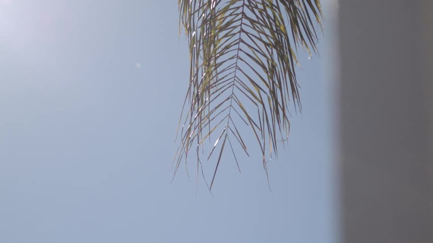 Palm leaf swaying in the breeze