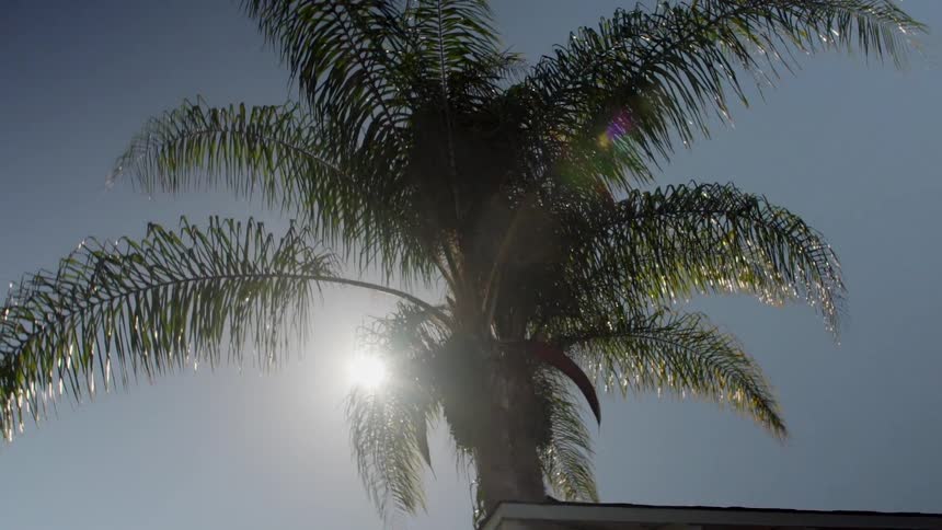 The sun shines through the fronds of a palm tree