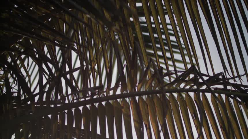 The leaves of palm trees are shown