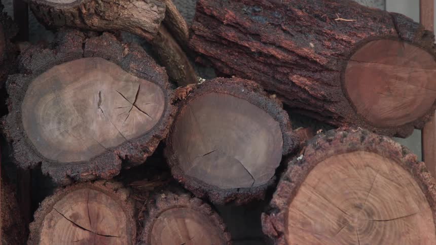 Cut sections of tree trunks are bundled together
